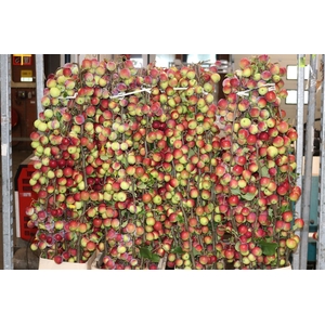 Malustak Rough Dark Red 150cm P Stem