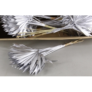 DF Palm Sun Small Silver