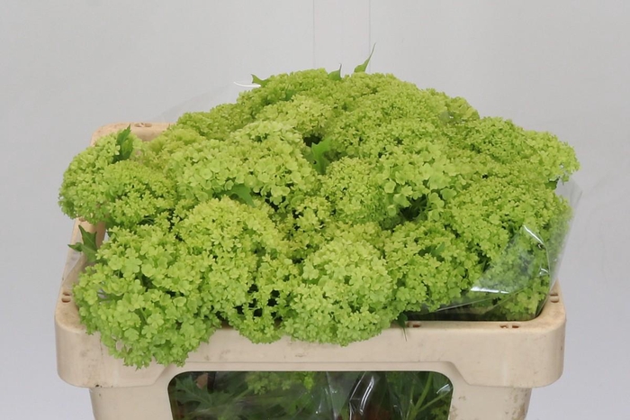 Viburnum Opulus Roseum