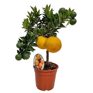 Citrus Aurantum Chinotto Stem
