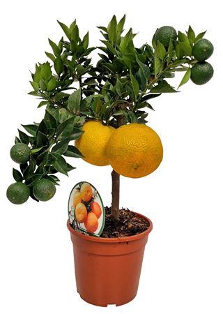 <h4>Citrus Aurantum Chinotto Stem</h4>