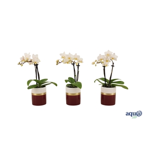 Dolomite Horizon Bordeaux Tiny Dolls Wit 2T12+ Aqu@