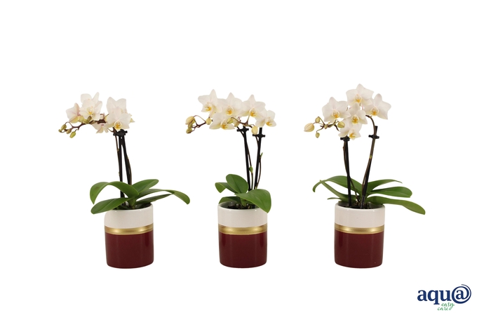 <h4>Dolomite Horizon Bordeaux Tiny Dolls Wit 2T12+ Aqu@</h4>