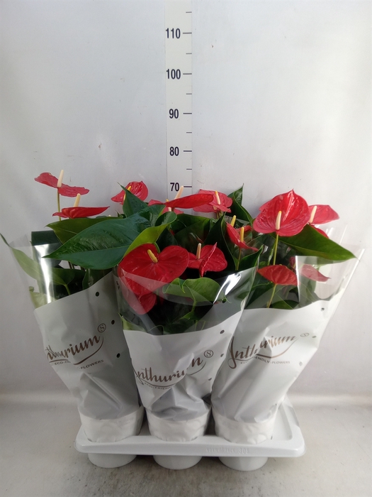 <h4>Anthurium andr. 'Minnesota'</h4>