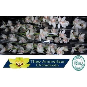 White Crystal 60 x10