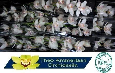 <h4>White Crystal 60 x10</h4>