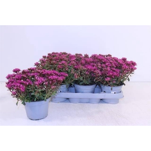 SEDUM SPURIUM DARK RED