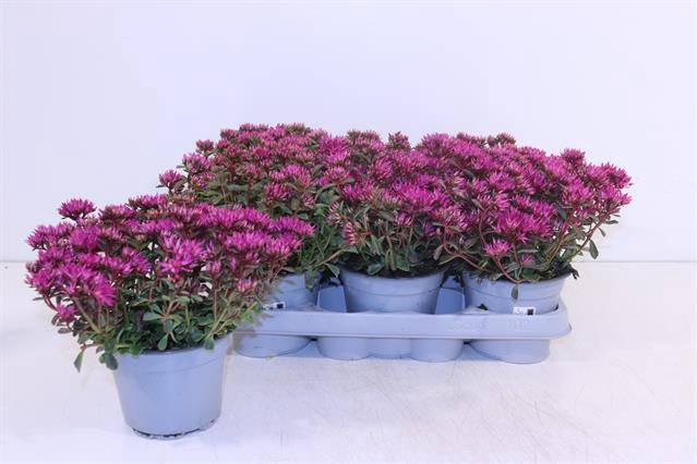 <h4>SEDUM SPURE SPOT DARK ROSA P12</h4>