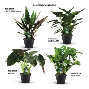 Planten gemengd 35c