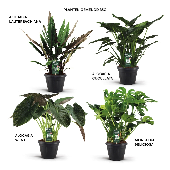 <h4>Planten gemengd 35c</h4>