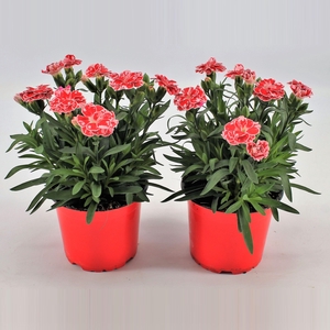 Dianthus P12 White Red Bicolor TST