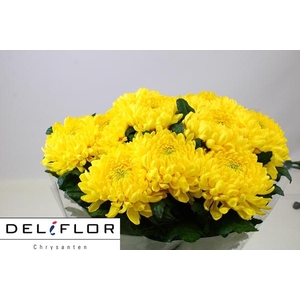 CHR G ZEMBLA YELLOW
