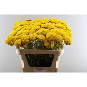 Achillea Park Variety (dobbe)