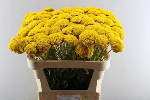 <h4>Achillea Park Variety (dobbe)</h4>
