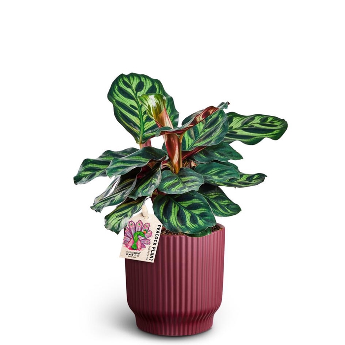 <h4>CALATHEA MAKOYANA P10 NORDIC</h4>