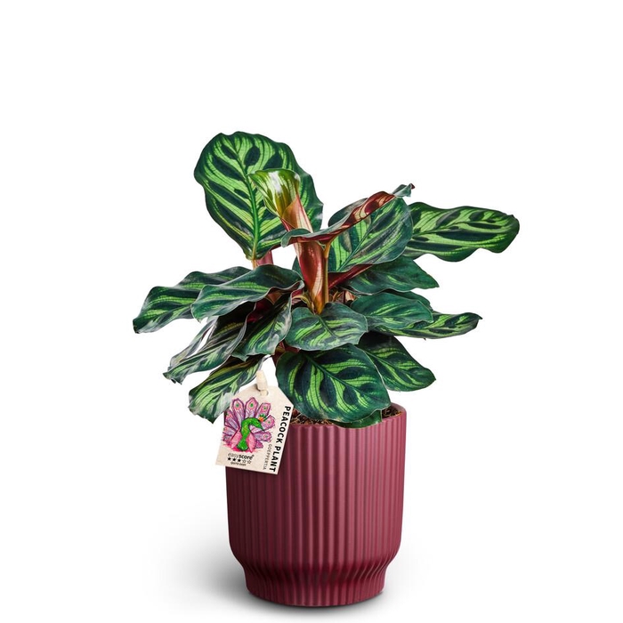 <h4>CALATHEA MAKOYANA p10 Nordic A.</h4>
