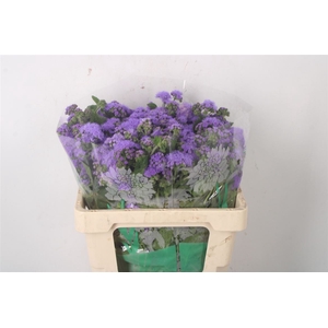 Ageratum H Blue Horizon