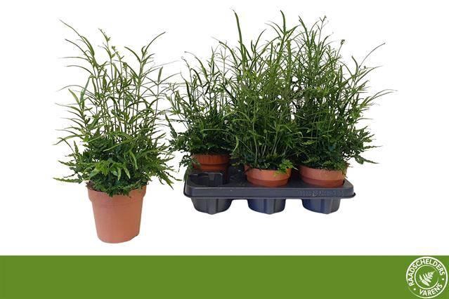 <h4>PTERIS ENSIFORMIS P12</h4>