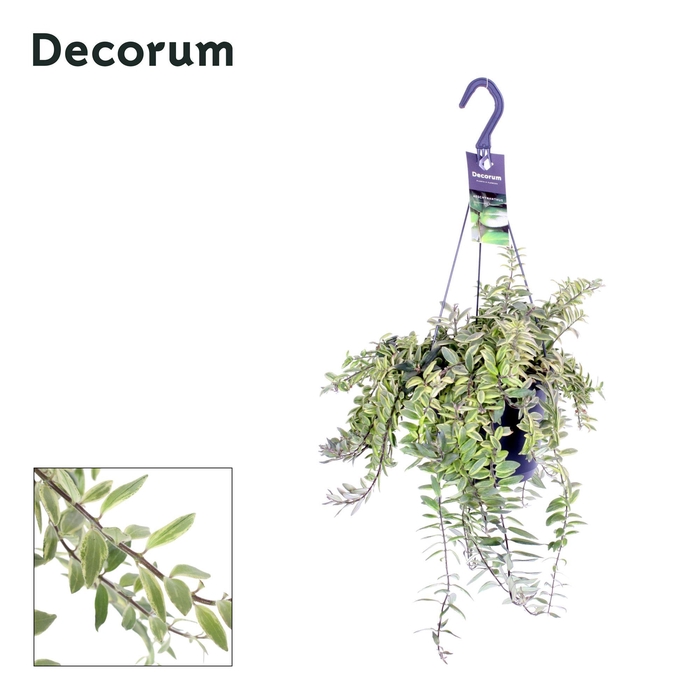 <h4>AESCHYN BO BICOLORE</h4>