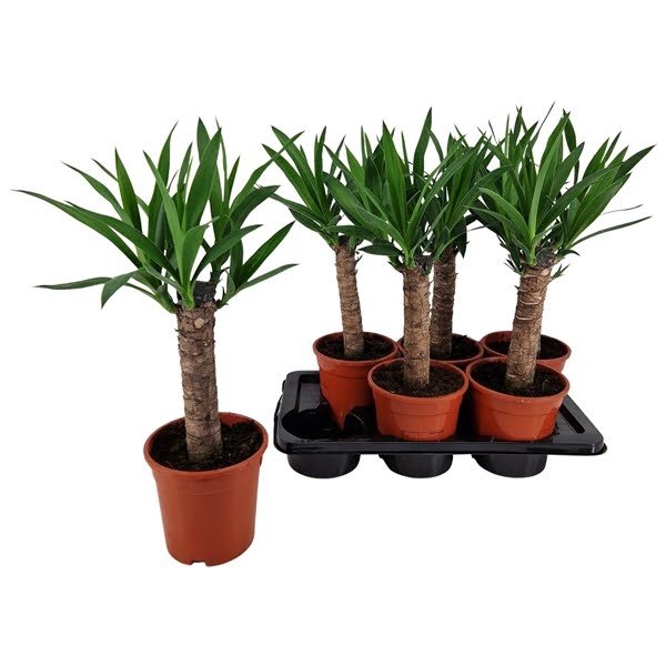 <h4>Yucca elephantipes stam 17 cm</h4>