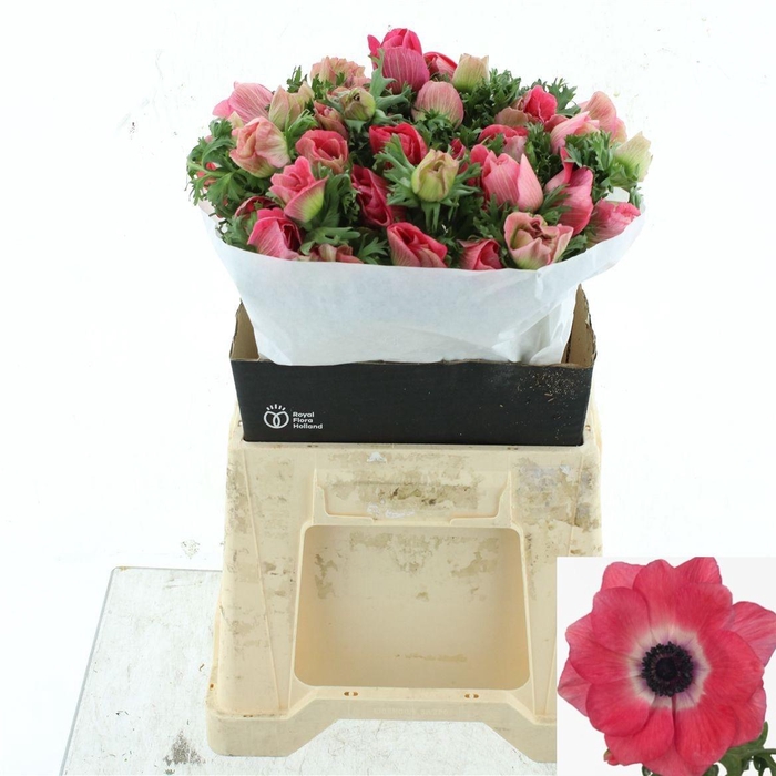 <h4>ANEM CO MIS + PINKIE</h4>