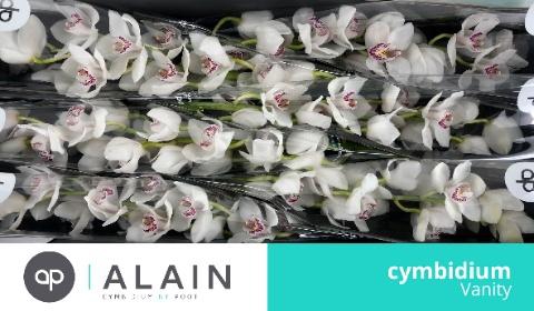 <h4>CYMB T VANITY</h4>