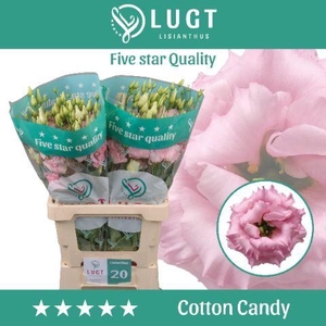 Lisianthus Cotton Candy 996