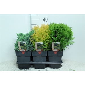 Conifers   ...mix