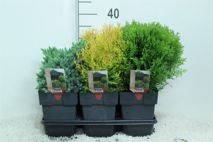 <h4>Conifers   ...mix</h4>