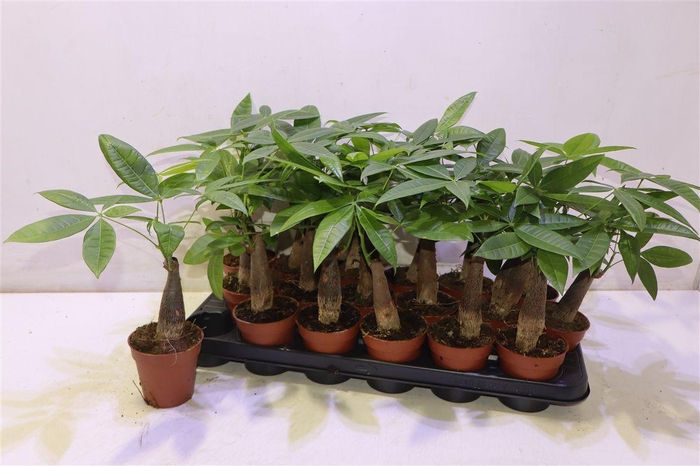 <h4>arr8 Pachira Aquatica</h4>