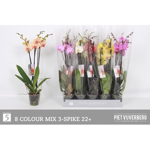PHAL GEM 8 KL