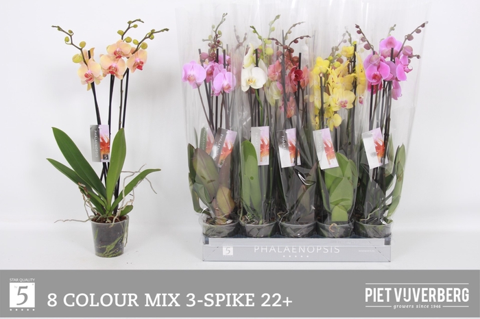<h4>PHAL GEM 8 KL</h4>