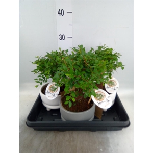 Bonsai   ...mix