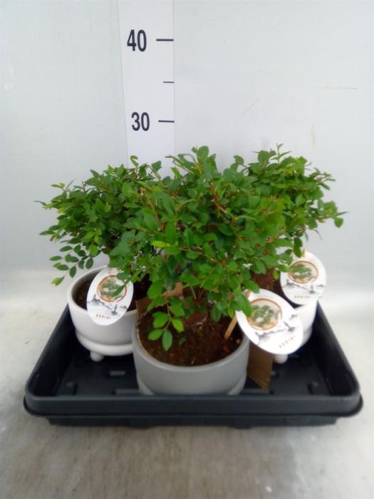 <h4>Bonsai   ...mix</h4>