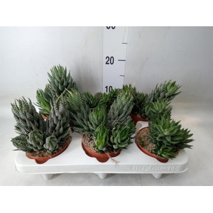 Haworthia   ...
