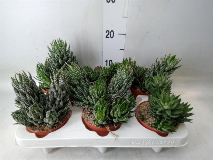 <h4>Haworthia   ...</h4>