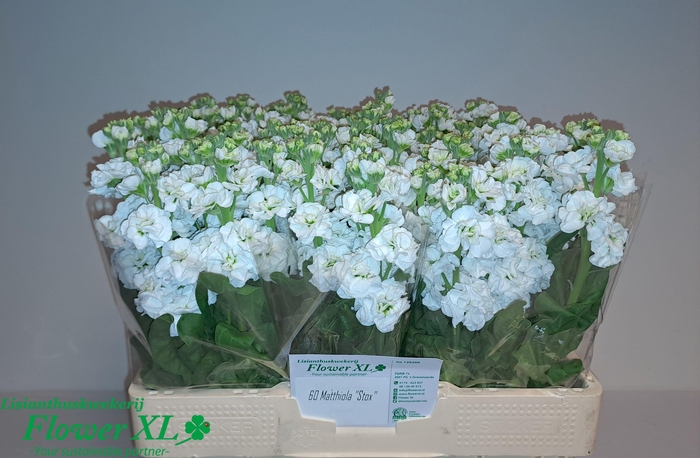 <h4>MATTH STOX WHITE</h4>