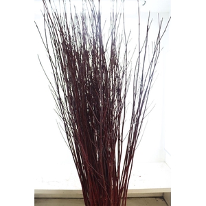 Cornus alba 'Sibirica'