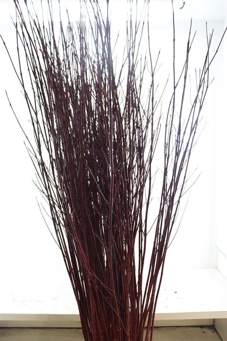 <h4>Cornus alba 'Sibirica'</h4>