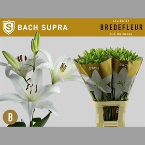 Li La Bach