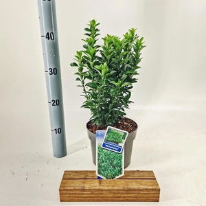 Euonymus japonicus Microphyllus