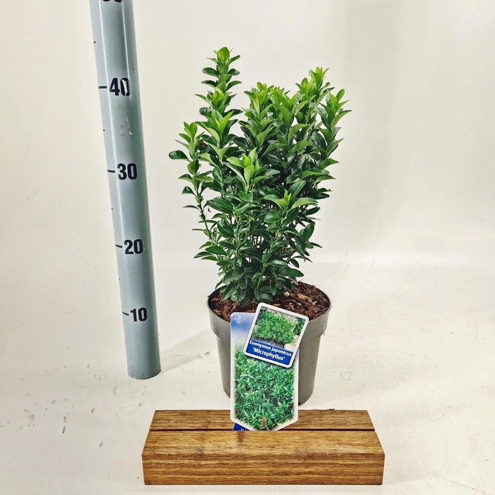<h4>Euonymus japonicus Microphyllus</h4>