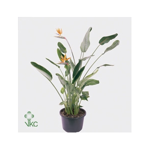 Strelitzia reg.