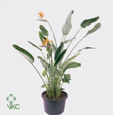 <h4>Strelitzia reg.</h4>