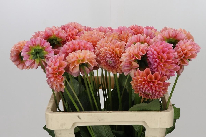 <h4>Dahlia Linda's Baby</h4>