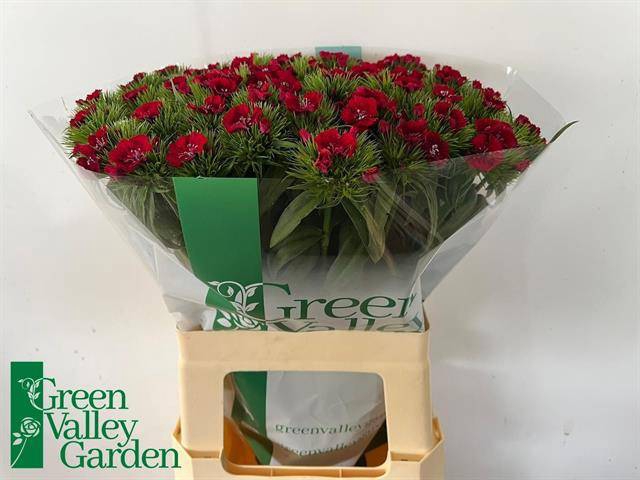 <h4>DI BARB S WILL RED</h4>
