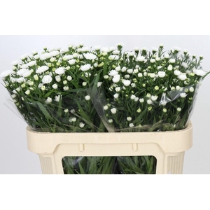 Aster 'Pretty Wendy'