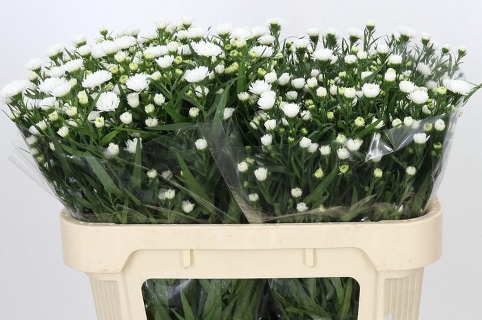 <h4>Aster 'Pretty Wendy'</h4>