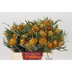 Banksia Dryandra
