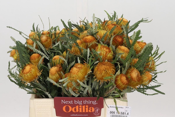 <h4>Banksia Dryandra</h4>